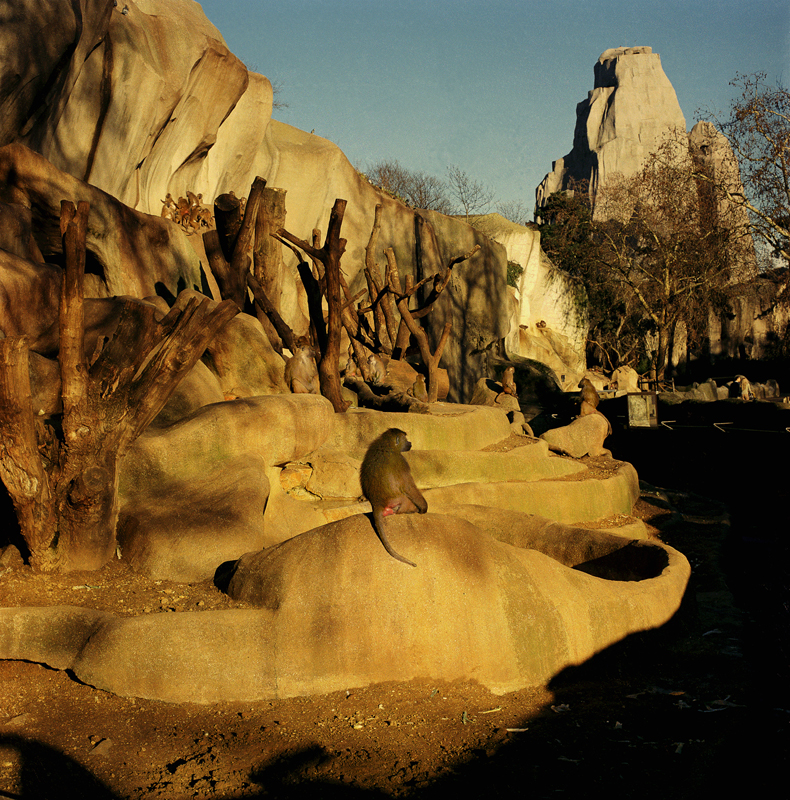 안녕, 나의 원숭이