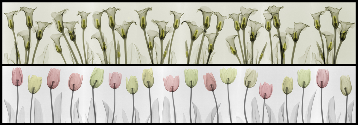 꽃밭-카라, 튤립