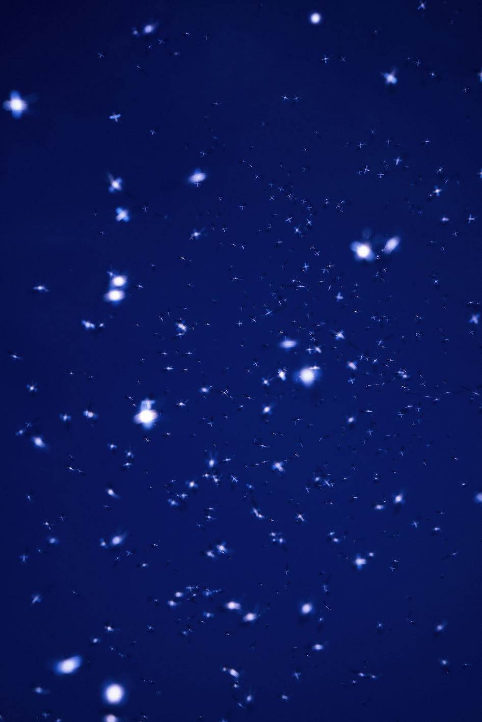 Overlay-14, Oneday universe