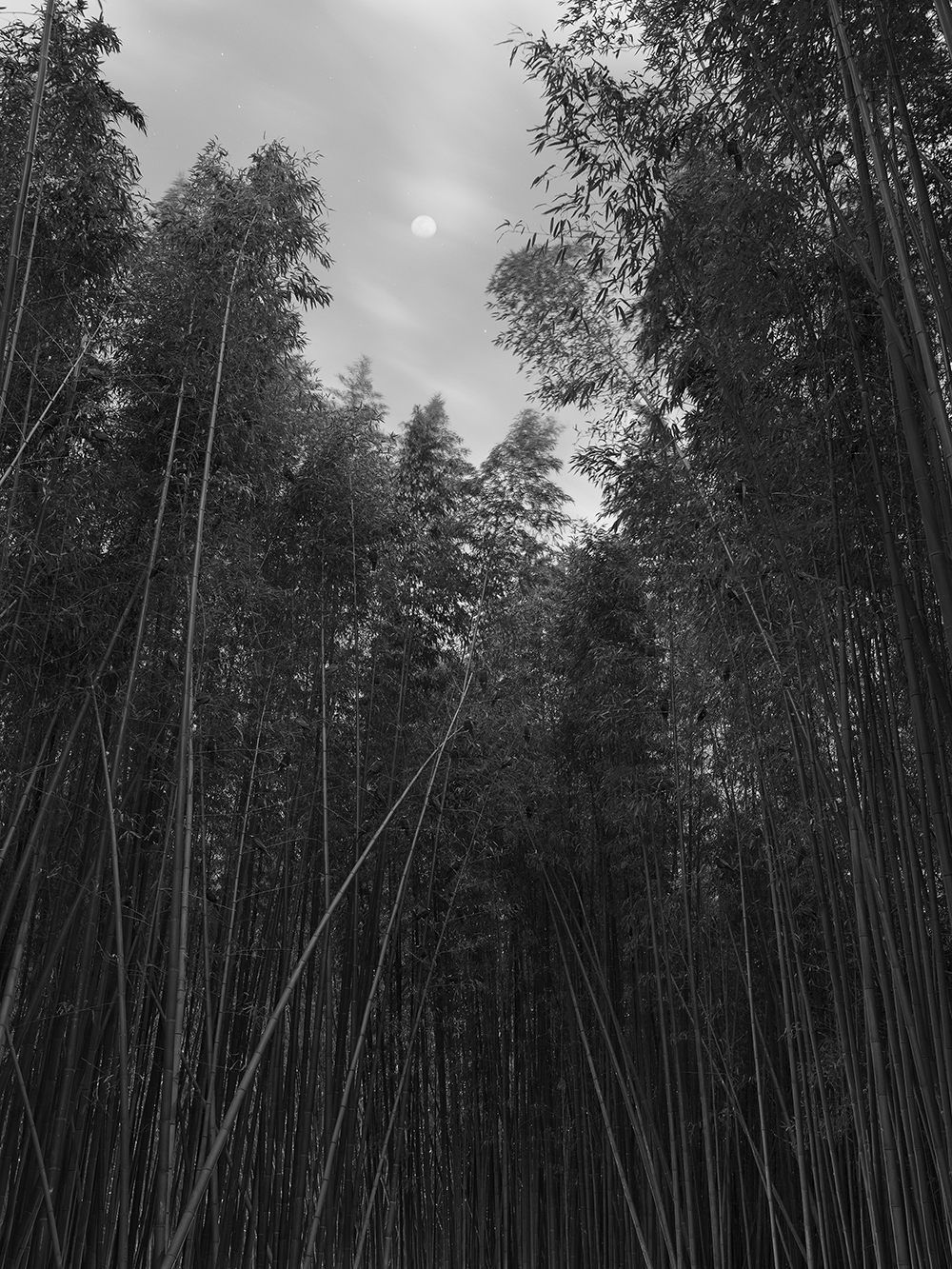 떼까마귀 1, 울진