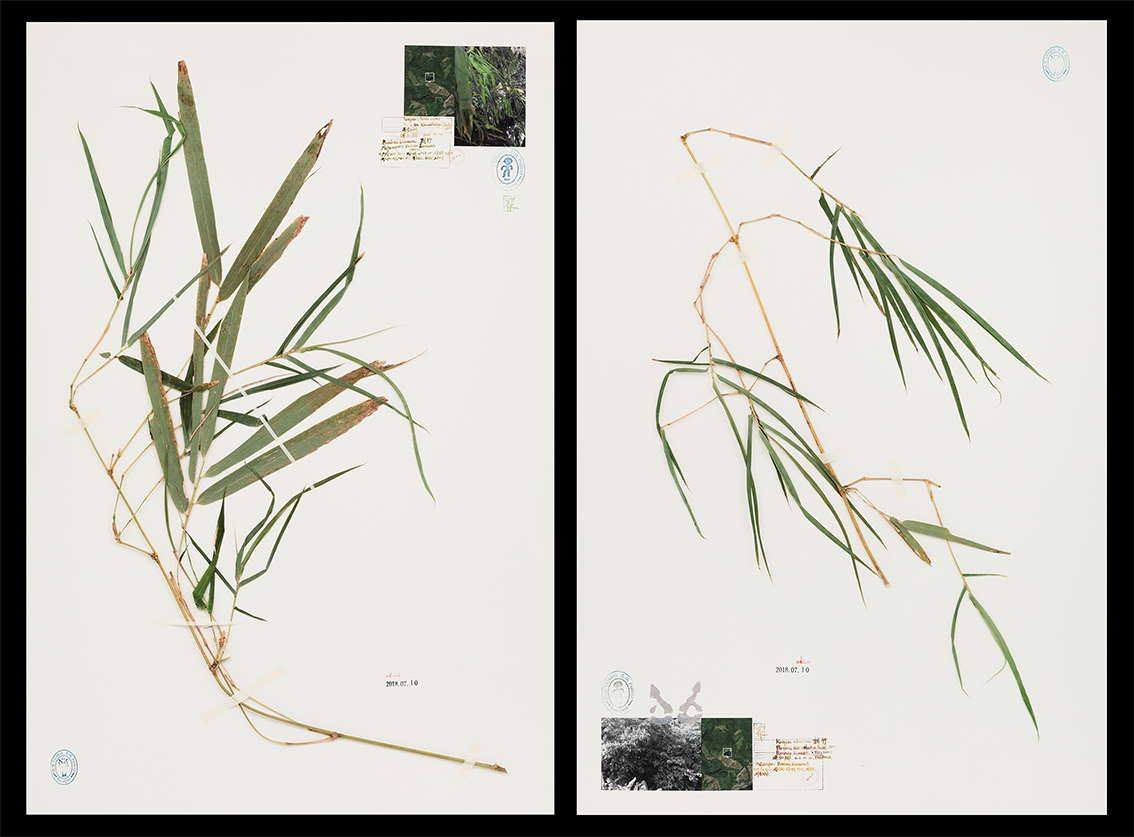 포모사프로젝트-P05, P06