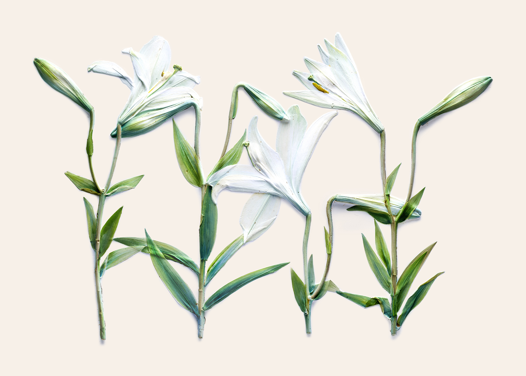 백합/포토제닉드로잉 시리즈