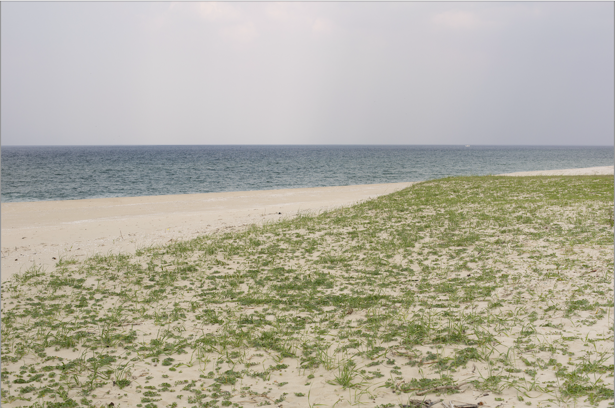 사로스_망상해안사구#04  