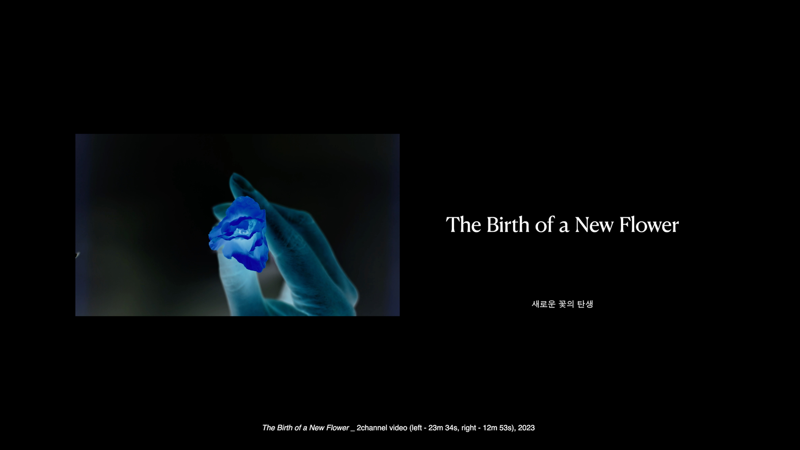 새로운 꽃의 탄생